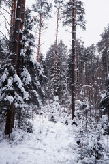 Winter forest landscape. Tall trees under snow cover. January frosty day in the park.