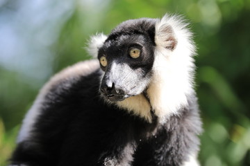 Naklejka premium Lemur, Katta, Portrait eines Lemur catta