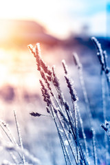 Winter landscape grass in frost on a snowy field at sunrise.