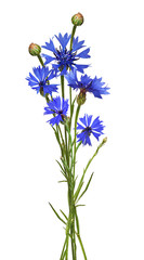 Blue knapweed flowers and buds in a summer bouquet