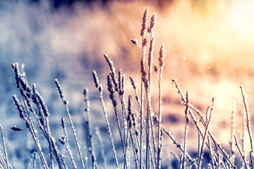 Winter landscape grass in frost on a snowy field at sunrise.