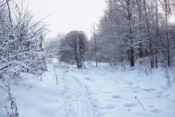 Fototapeta premium Winter forest landscape. Tall trees under snow cover. January frosty day in the park.