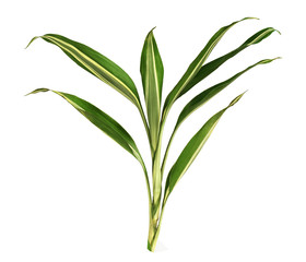 Closeup of aspidistra green striped leaves