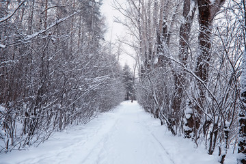 Obraz premium Winter forest landscape. Tall trees under snow cover. January frosty day in the park.