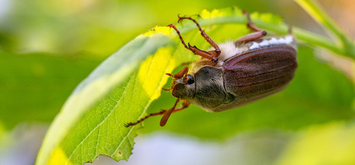 The cockchafer beetle also known as a May bug or Doodlebug sitting on green leaf. The pest control in the garden. Wildlife.