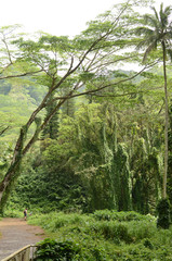 ハワイのジャングル