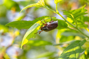 The cockchafer beetle also known as a May bug or Doodlebug sitting on green leaf. The pest control in the garden. Wildlife.