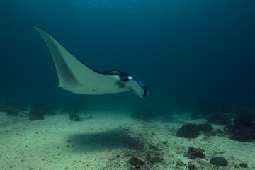 Manta ray, passing in the Sulwaesi Sea near Sangalaki Island, East Rflimantan.	