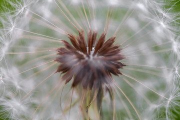 Beautiful dandelion flower close up on blurred background. Macro shot of summer nature scene. 