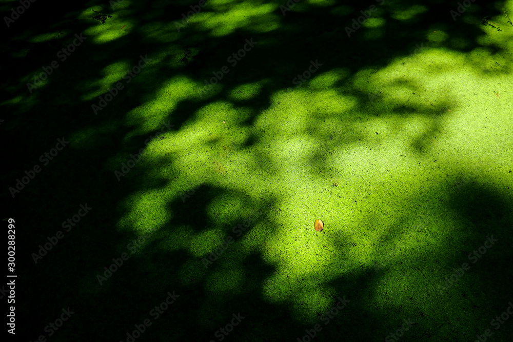 Canvas Prints Water green fern in garden for design