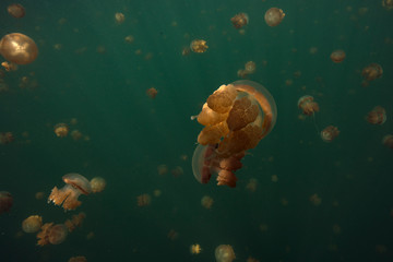 Obraz na płótnie Canvas Amazing Jellyfish lake. Kakaban Island in the Sulwaesi Sea, East Kalimantan, Indonesia.