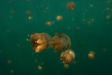 Obraz premium Amazing Jellyfish lake. Kakaban Island in the Sulwaesi Sea, East Kalimantan, Indonesia