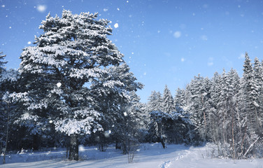 magic pine forest in winter season in snow