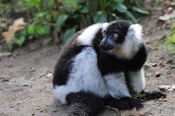 Sitzender Katta, Lemur catta