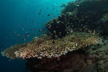 Table coral. Amazing underwater world of Maratua Island in East Kalimantan, the Sulwaesi Sea.