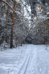 pine forest after a heavy snow storm on sunny winter day