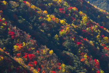 Fototapeta na wymiar 稜線の紅葉の光と影のコントラスト