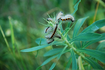 Caterpillars of butterfly Acronicta rumicis (the Knot grass). They tend to be about 40 mm long and have dark brown bodies with white spots along both sides of the body and red spots along the back.