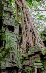 Naklejka premium The roots and ruins of Angkor Wat