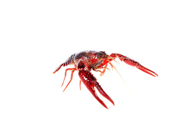 Crayfish