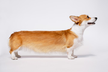 funny portrait manipulated image of a very Long welsh corgi pembroke  standing in front of white background