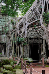 The roots and ruins of Angkor Wat