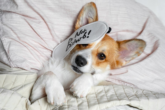 Cute red and white corgi sleeps on the bed on its back. Head on the pillow, covered by blanket, eyes mask. Close up portrait of pretty spoilt dog.