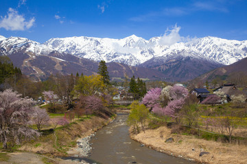 満開の大出公園の桜と白馬連峰（北アルプス　日本）