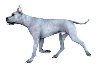 3D Rendering Great Dane Dog on White