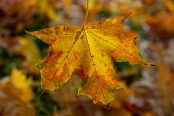 Maple leaf on abstract surface.