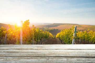 Naklejka na ściany i meble Beautiful landscape of Vineyards in Tuscany. Chianti region in summer season. Italy.