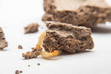 Termites in the nest on a white background. Small animals are dangerous for habitat.