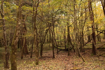 Fototapeta premium It’s starting to feel like fall