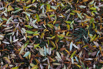 Colorful background image of fallen autumn leaves