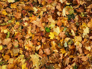 Laub im Herbst