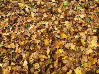 Laub im Herbst