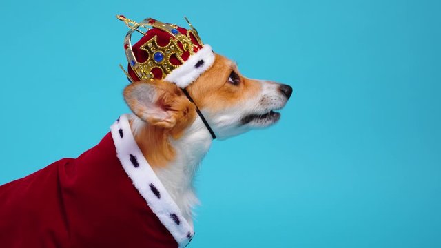 Pretty cute corgi dog wearing red and white royal costume with mantle and crown sits on blue background and looks around. Finally stands and runs away. Funny shooting. copy space