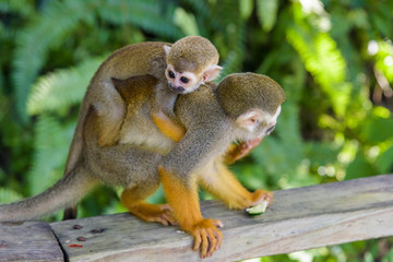 squirrel monkey in the park