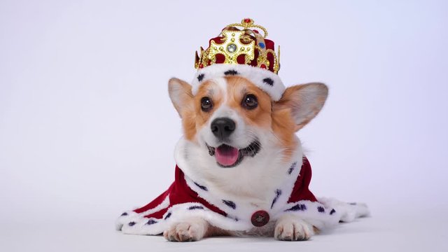 Pretty dog pembroke welsh corgi wearing in the gold crown and red mantles, like a queen, a prince on a white studio background.