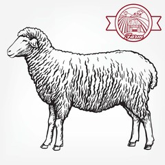 sketch of sheep drawn by hand. animal husbandry - 300292450