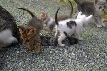 Fototapeta premium 沖縄で出会った子猫