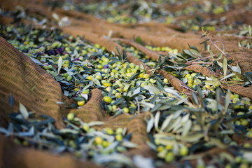 Raccolta olive verdi in Puglia