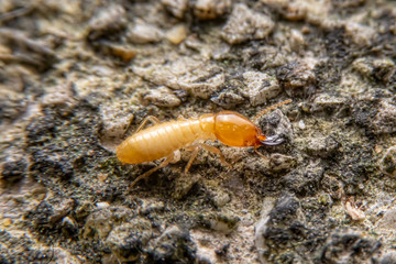 The small termite on decaying timber. The termite on the ground is searching for food to feed the larvae in the cavity.
