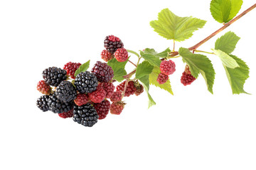 Branch blackberries isolated on white