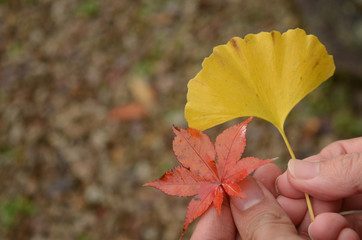 秋の葉っぱ