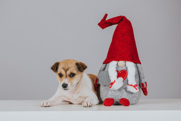 Holiday image with puppies waiting for adoption. Adopt for Christmas.