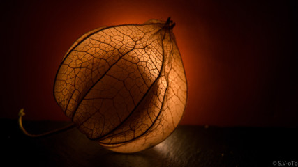 Physalis Project - Herbstleuchten
