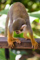 squirrel monkey in the park