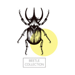 Rhinoceros Beetle Hand Drawn Vector Illustration For Tattoo Design
