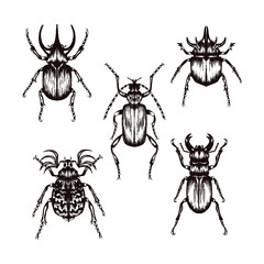 Highly Detailed Insects Sketches. Hand Drawn Beetles Vector Set